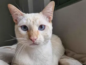 Gato raça SRD-ViraLata idade 1 ano nome Gohan