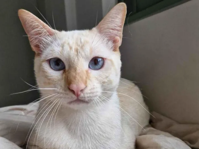 Gato ra a SRD-ViraLata idade 1 ano nome Gohan