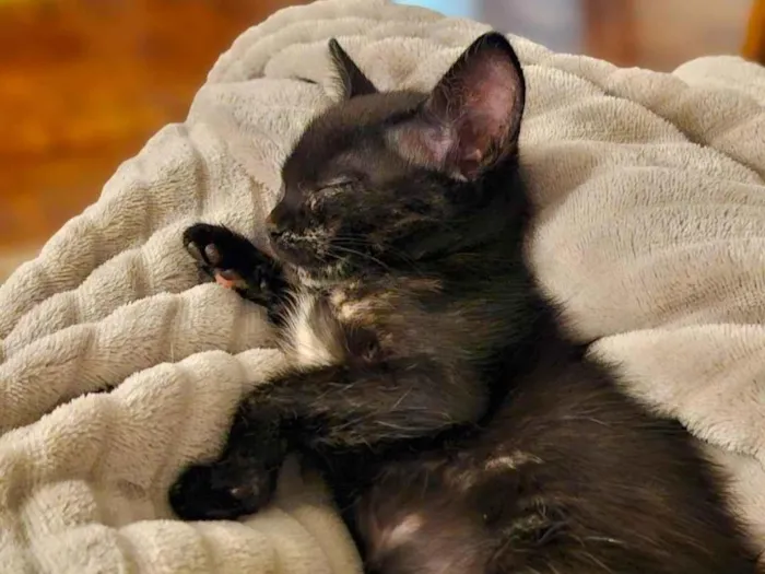 Gato ra a SRD-ViraLata idade 7 a 11 meses nome Shoyu