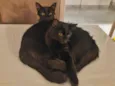 Gatos gêmeos para Adoção
