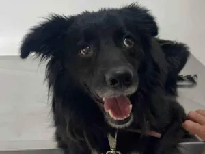 Cachorro raça SRD-ViraLata idade 2 a 6 meses nome Porte P/M Urgente