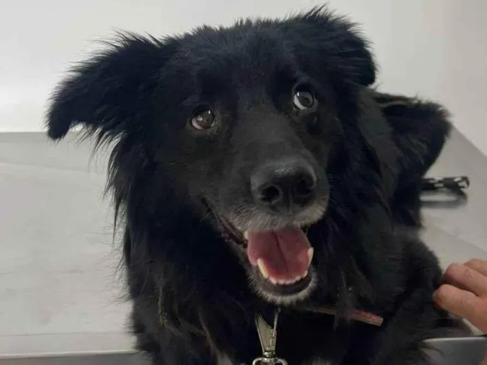 Cachorro ra a SRD-ViraLata idade 2 a 6 meses nome Porte P/M Urgente