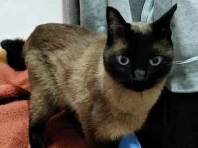 Gato ra a Siamês idade 5 anos nome Lollo