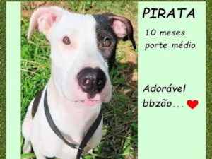 Cachorro raça SRD-ViraLata idade 7 a 11 meses nome Pirata