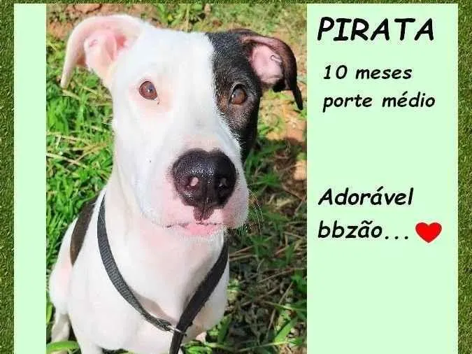 Cachorro ra a SRD-ViraLata idade 7 a 11 meses nome Pirata