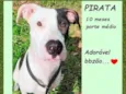 Pirata