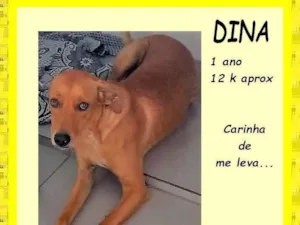 Cachorro raça SRD-ViraLata idade 1 ano nome Dina