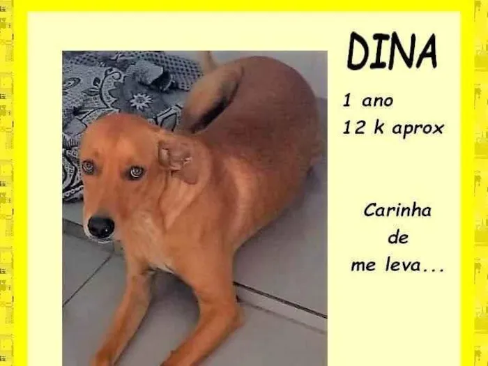 Cachorro ra a SRD-ViraLata idade 1 ano nome Dina