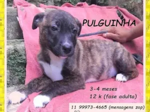 Cachorro raça SRD-ViraLata idade 2 a 6 meses nome Pulguinha