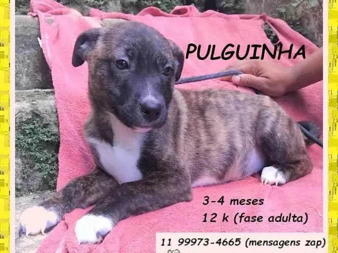 Cachorro ra a SRD-ViraLata idade 2 a 6 meses nome Pulguinha