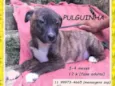 Pulguinha