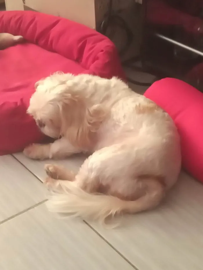 Cachorro ra a Shitzu idade 5 anos nome Denise