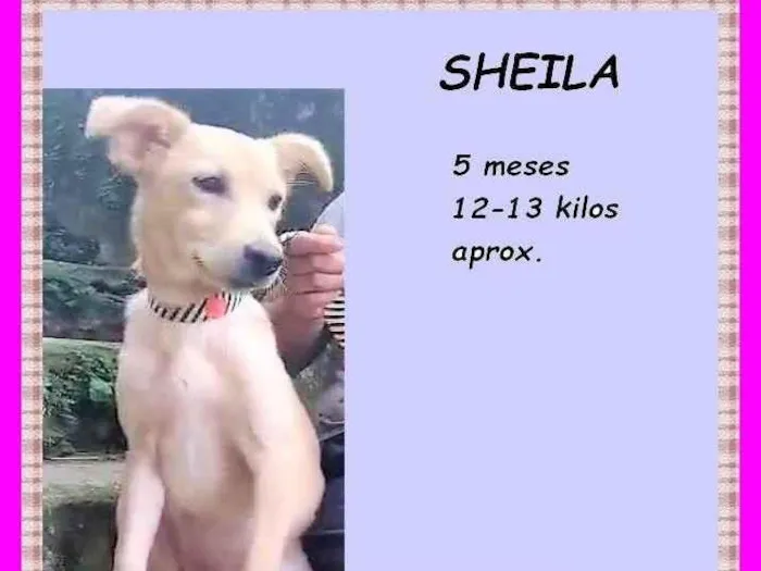 Cachorro ra a SRD-ViraLata idade 2 a 6 meses nome Sheila