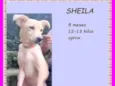 Sheila