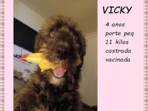 Cachorro raça SRD-ViraLata idade 4 anos nome Vicky