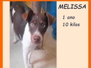 Cachorro raça SRD-ViraLata idade 1 ano nome Melissa