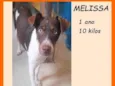 Melissa