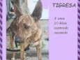 Tigresa