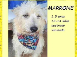 Cachorro raça SRD-ViraLata idade 1 ano nome Marrone