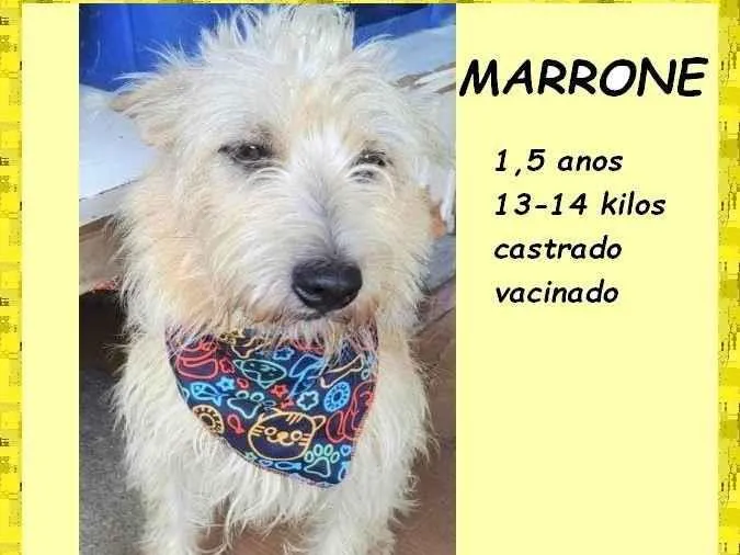 Cachorro ra a SRD-ViraLata idade 1 ano nome Marrone