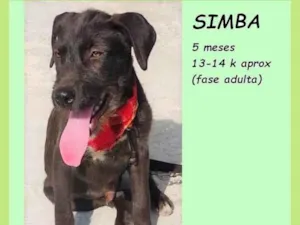Cachorro raça SRD-ViraLata idade 2 a 6 meses nome Simba