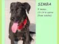Simba