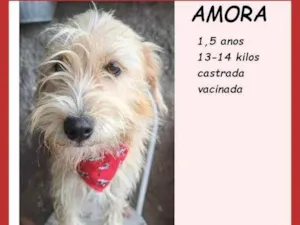 Cachorro raça SRD-ViraLata idade 1 ano nome Amora