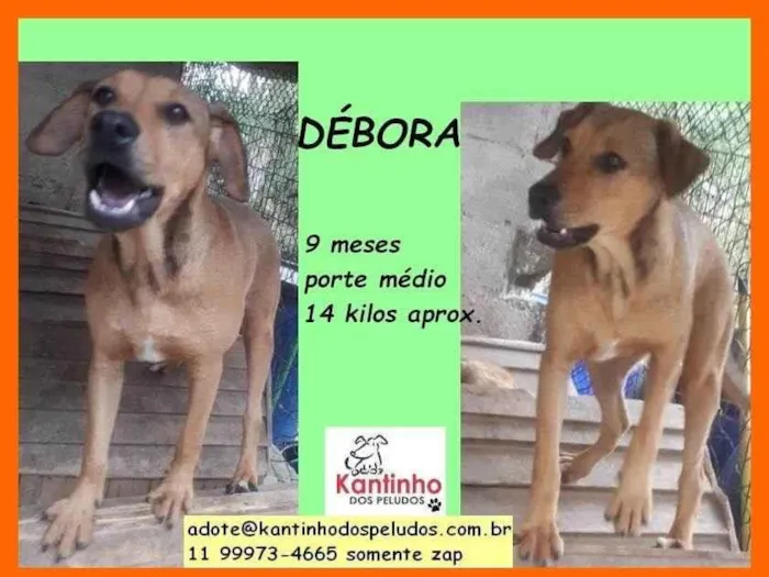 Cachorro ra a SRD-ViraLata idade 7 a 11 meses nome Débora