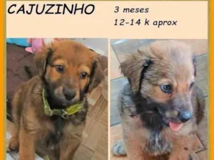 Cachorro raça SRD-ViraLata idade 2 a 6 meses nome Cajuzinho
