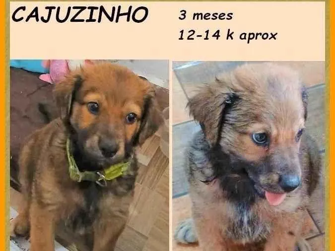 Cachorro ra a SRD-ViraLata idade 2 a 6 meses nome Cajuzinho