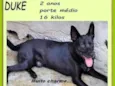 Duke