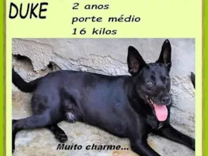 Cachorro raça SRD-ViraLata idade 2 anos nome Duke