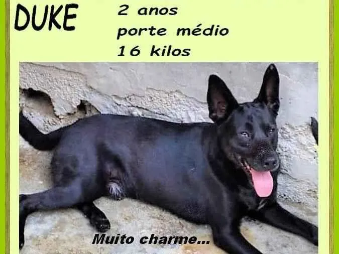Cachorro ra a SRD-ViraLata idade 2 anos nome Duke