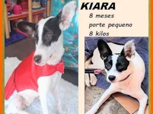 Cachorro raça SRD-ViraLata idade 7 a 11 meses nome Kiara