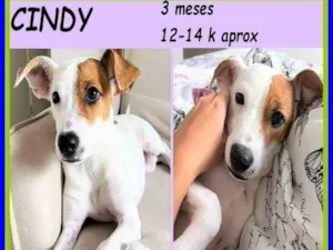 Cachorro raça SRD-ViraLata idade 2 a 6 meses nome Cindy