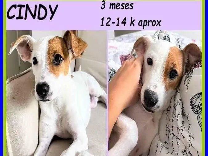 Cachorro ra a SRD-ViraLata idade 2 a 6 meses nome Cindy