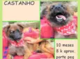 Castanho