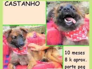 Cachorro raça SRD-ViraLata idade 7 a 11 meses nome Castanho