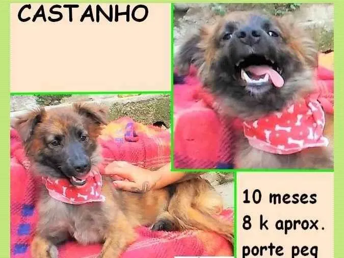 Cachorro ra a SRD-ViraLata idade 7 a 11 meses nome Castanho