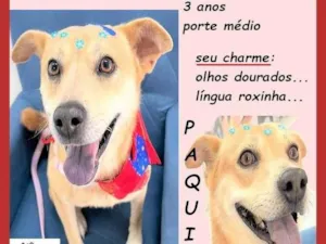 Cachorro raça SRD-ViraLata idade 3 anos nome Paquita