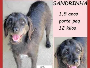 Cachorro raça SRD-ViraLata idade 1 ano nome Sandrinha