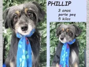 Cachorro raça SRD-ViraLata idade 3 anos nome Phillip