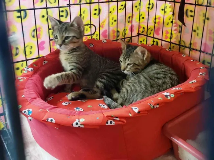 Gato ra a SRD-ViraLata idade 2 a 6 meses nome Jean Grey