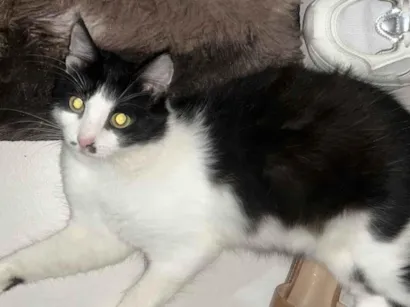 Gato raça SRD-ViraLata idade 7 a 11 meses nome Lily