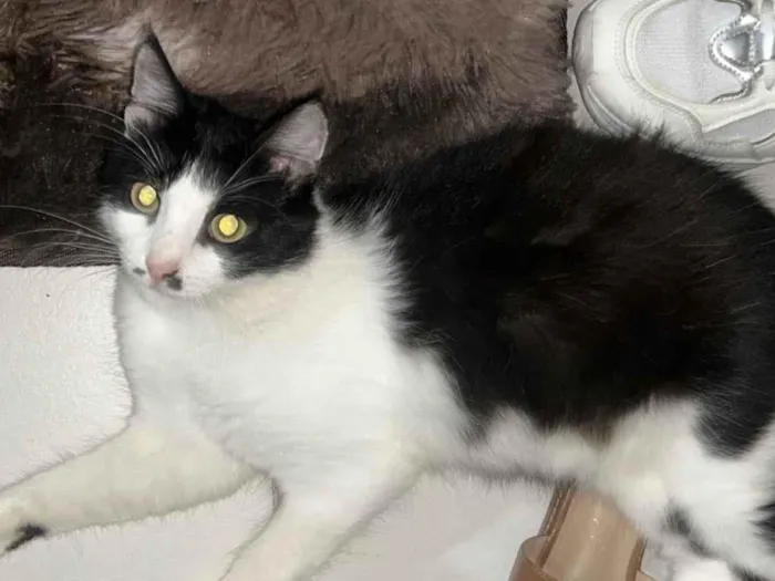 Gato ra a SRD-ViraLata idade 7 a 11 meses nome Lily