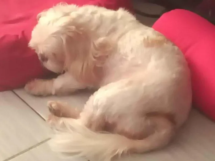 Cachorro ra a Shitzu idade 5 anos nome Denise