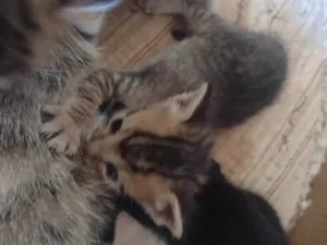 Gato raça SRD-ViraLata idade 2 a 6 meses nome Não há nome escolhido.
