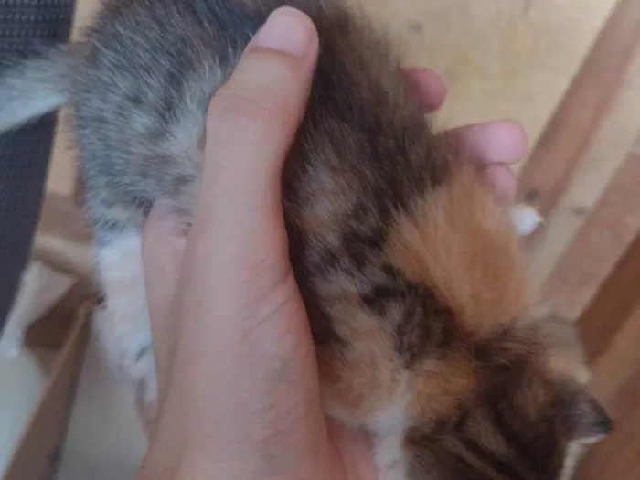 Gato ra a SRD-ViraLata idade 2 a 6 meses nome Não há nome determinado.