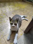 Luca