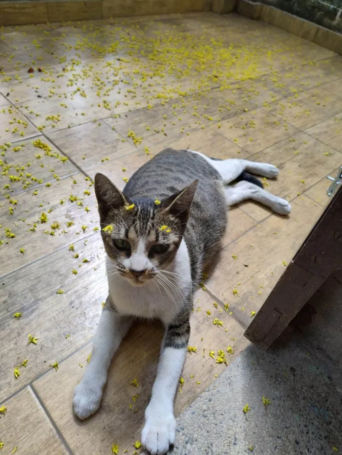 Gato ra a SRD-ViraLata idade 1 ano nome Luca